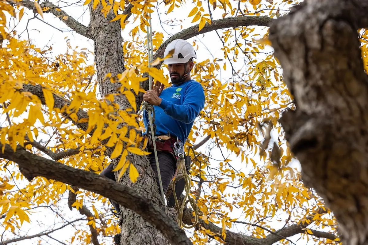 Skilled Storm Damage Cleanup crew working in Woodstock